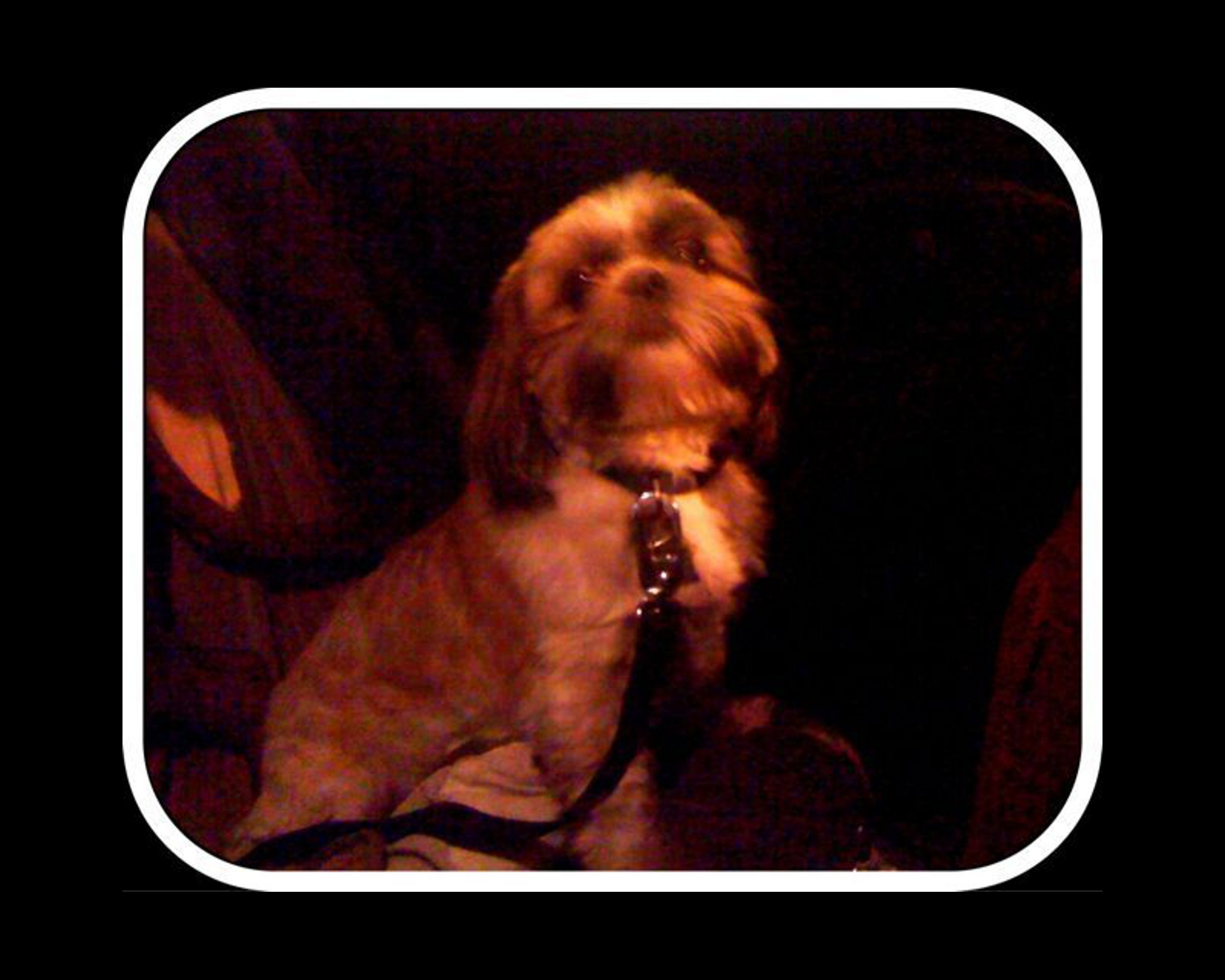 Little Rocky