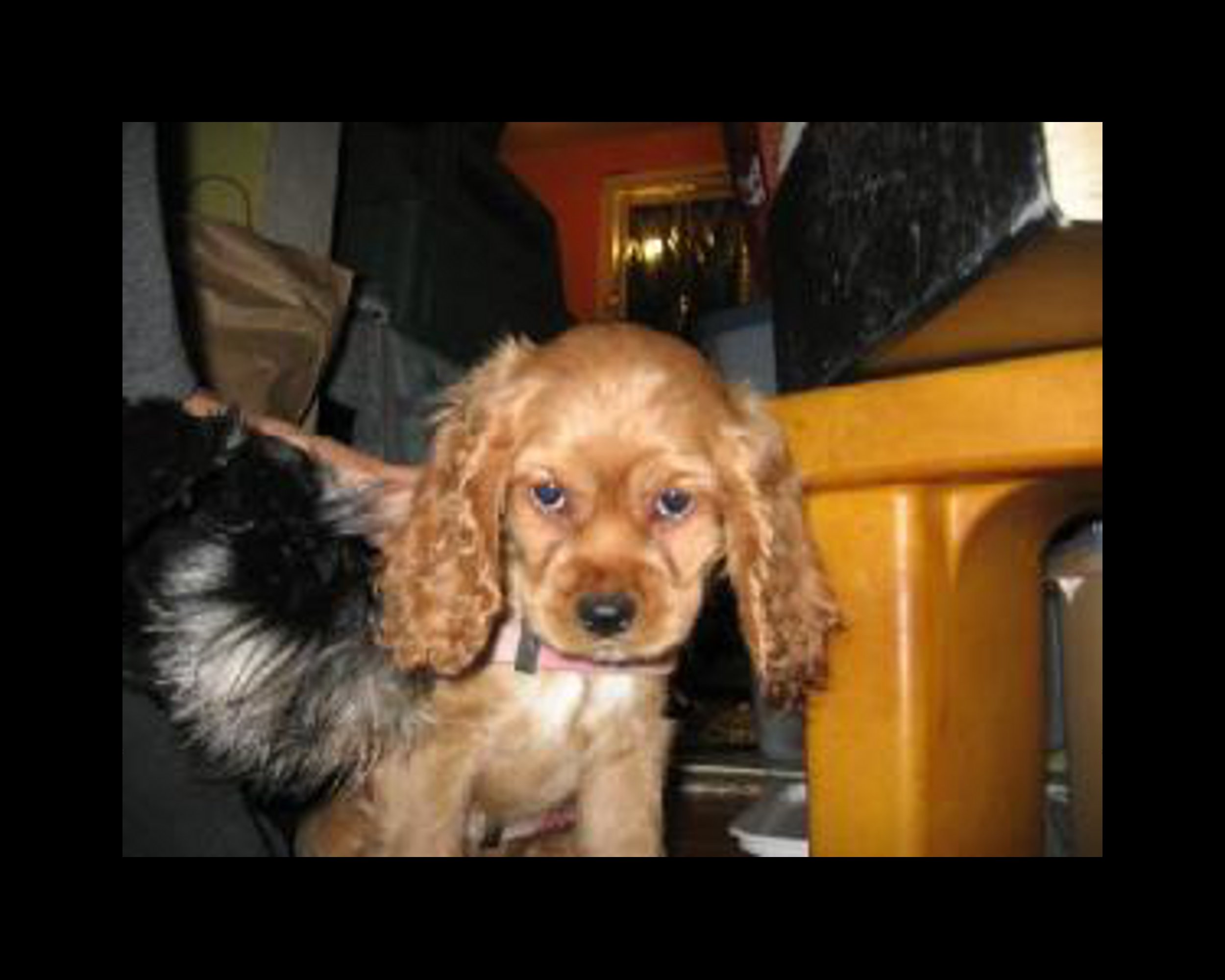 Armand