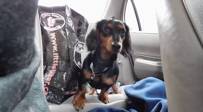 Sophie’s Dog Tales – Trailer