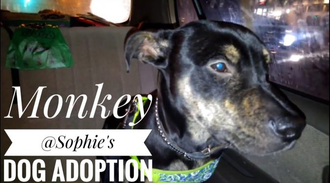 Monkey @ Sophie’s Dog Adoption