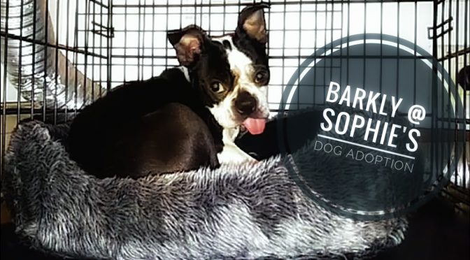 Barkly @ Sophie’s Dog Adoption