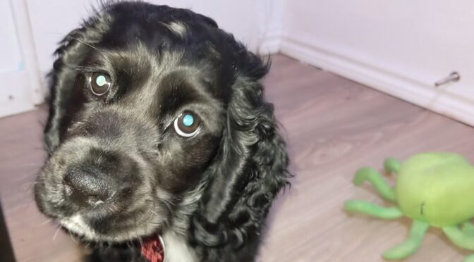 Bosley