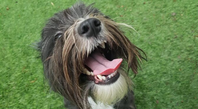 Gizmo 4