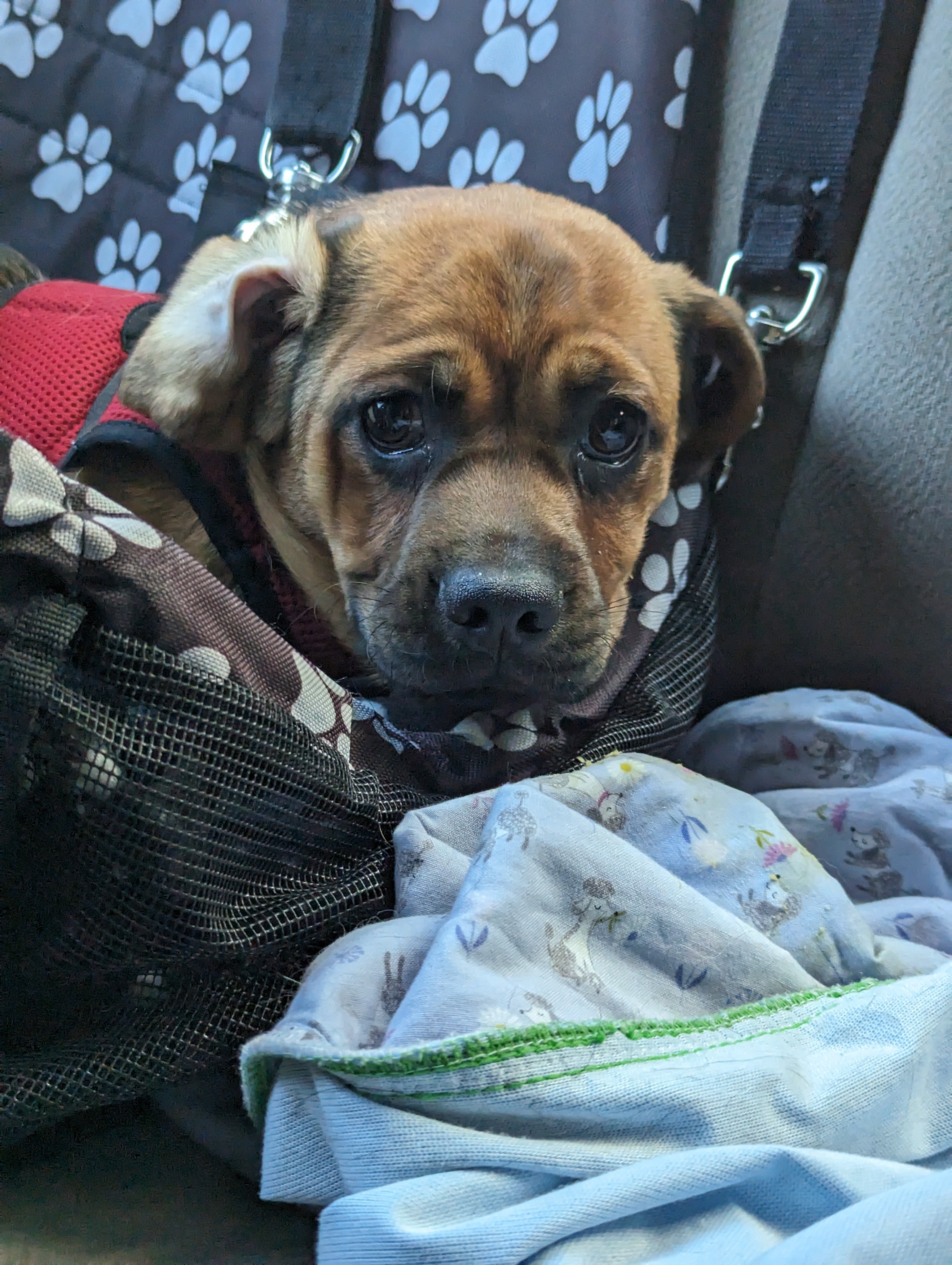 Lil’Bean