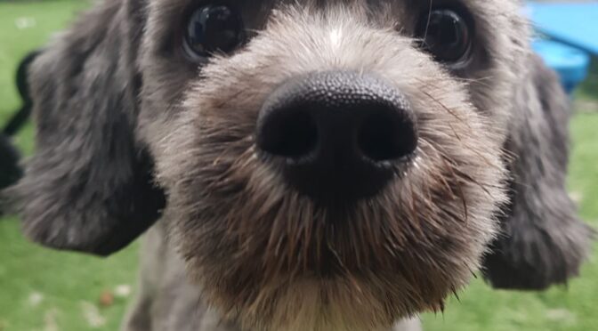 Augustus