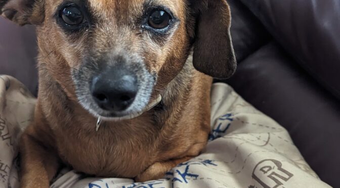 Daisy Duke