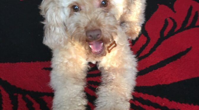 Toffee