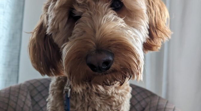 Lucky Doodle