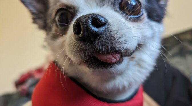 Elvis