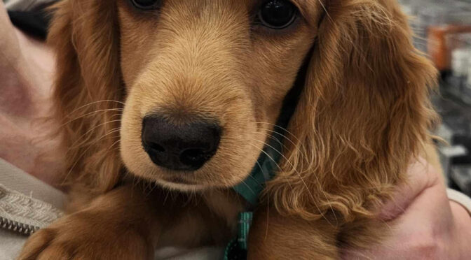 Junior