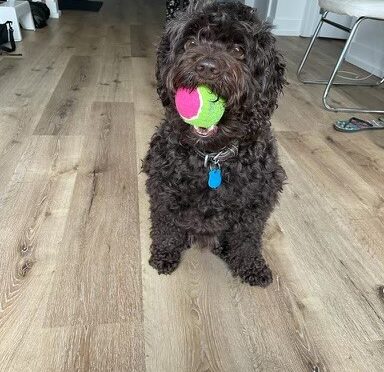 Tobi