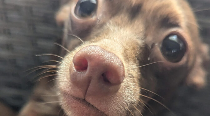 Dumpling