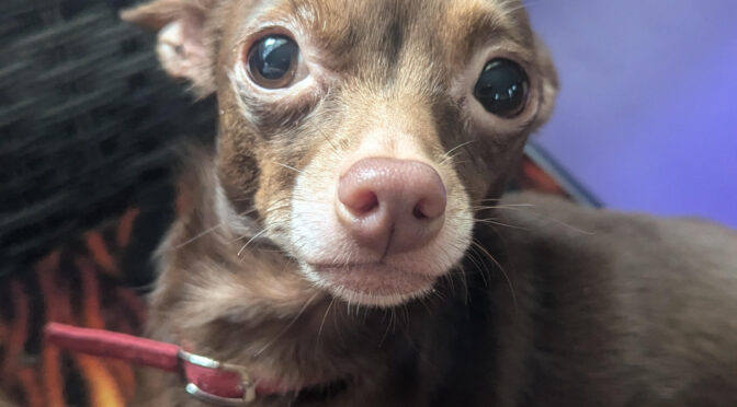 Nugget