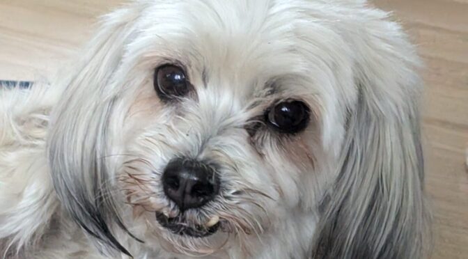 Coukie