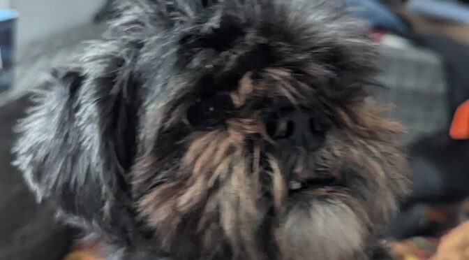 Toto