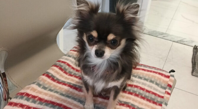 Bobo