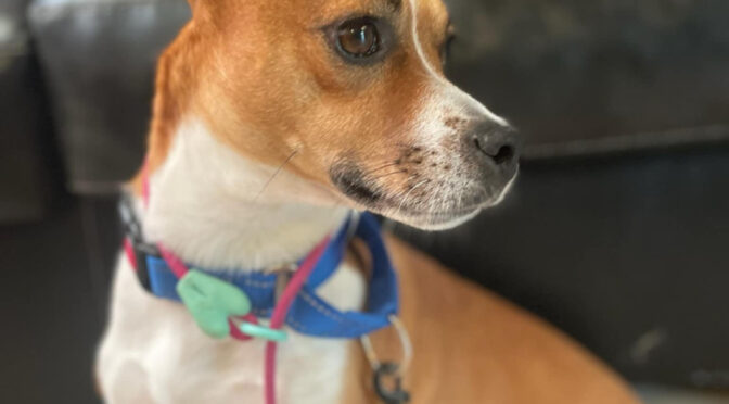 Hawaiian Milo