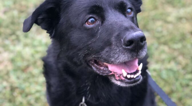 Buddy
