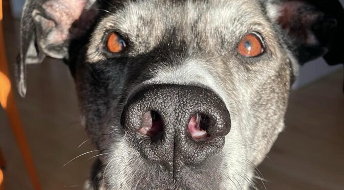 Taz the Second