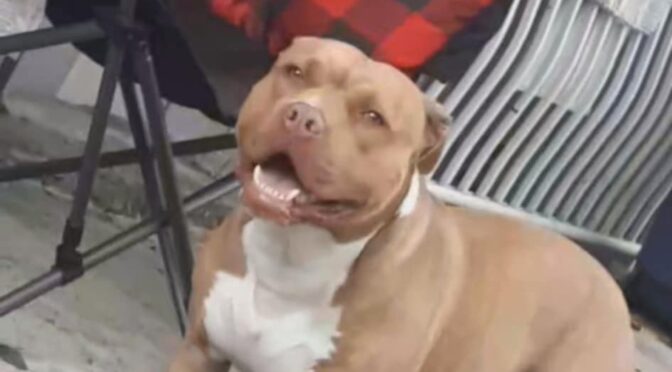 Mylo Pit