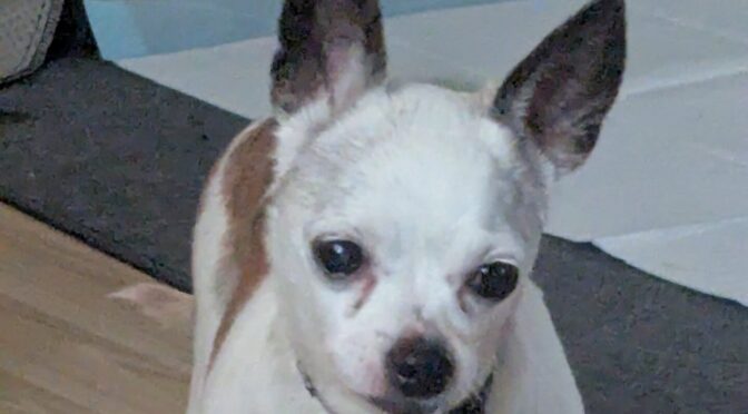 Lilly Chi