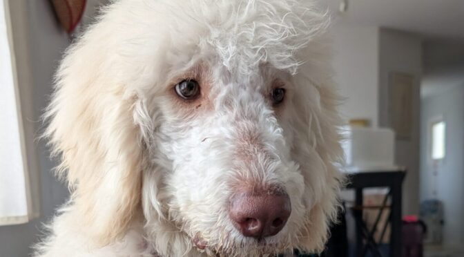 Teddy Doodle