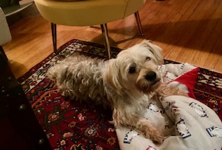 Enzo Shorkie