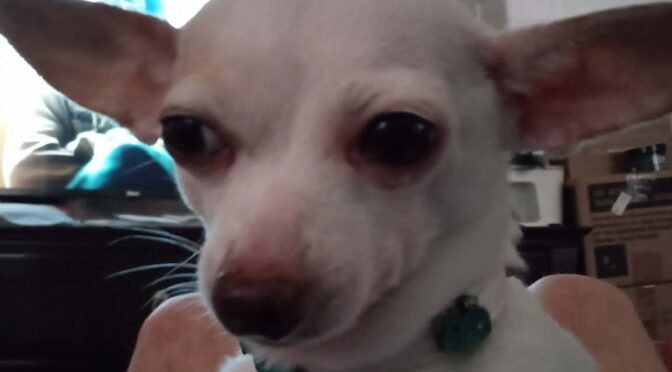 Chachi