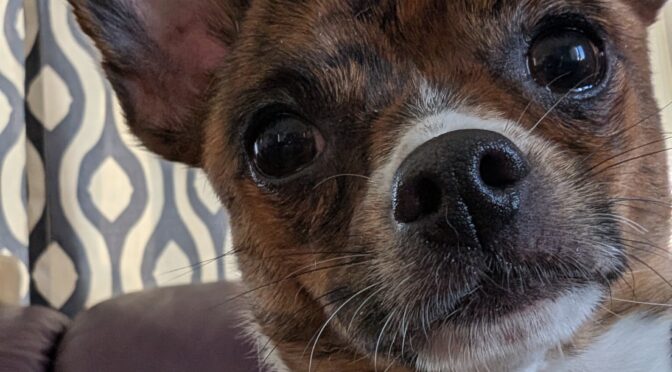 Ziggy Chi