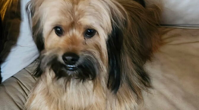 Mr. Kimo