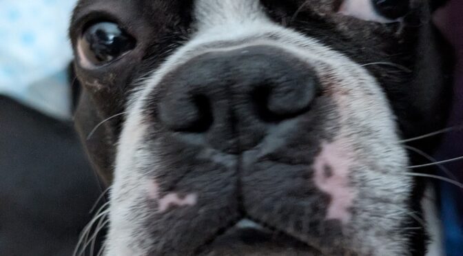 Maurice