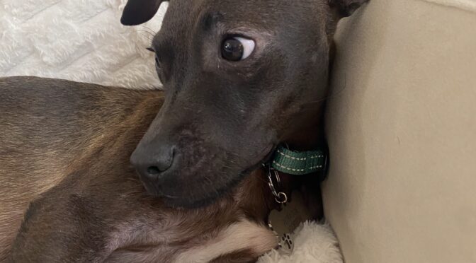 Benito