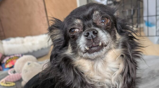 Cookie Huahua