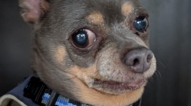 Charlie Huahua