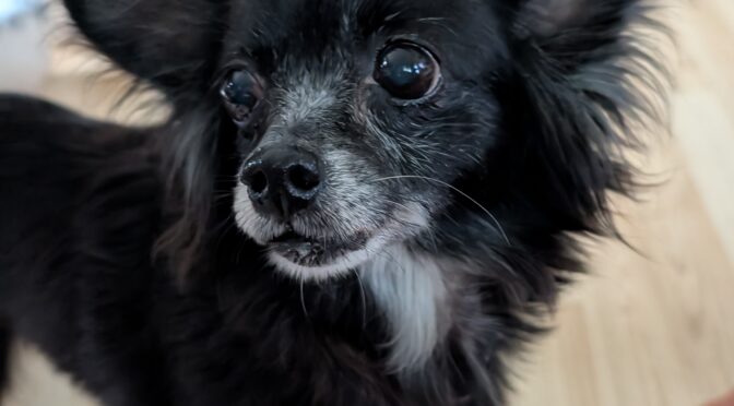 Lily Huahua