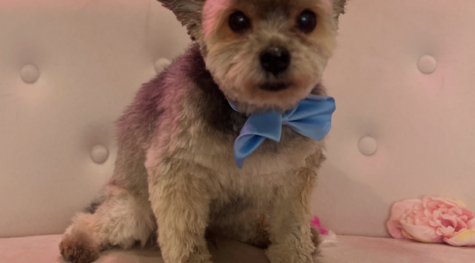 Milou Tzu