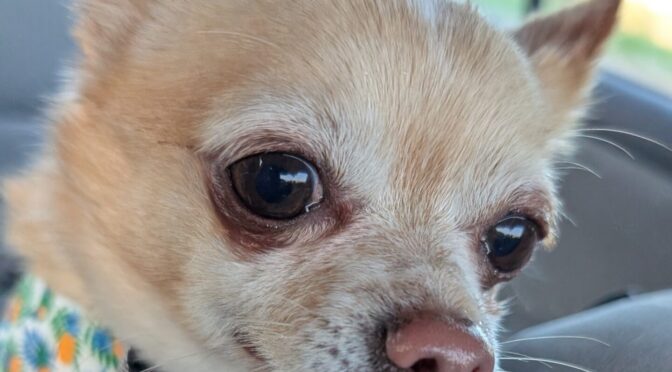 Hector Chi
