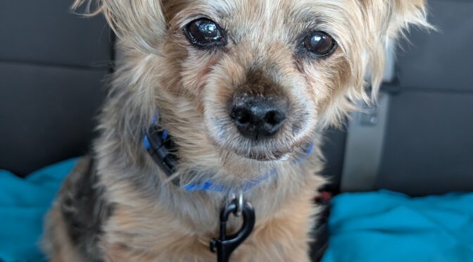 Charlie the Yorkie