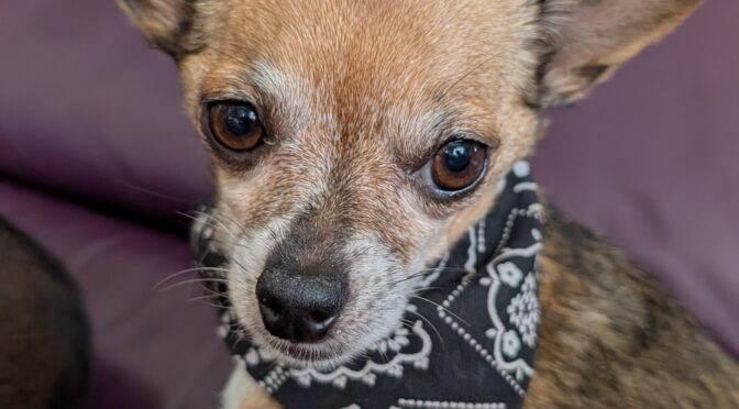 Mia Huahua