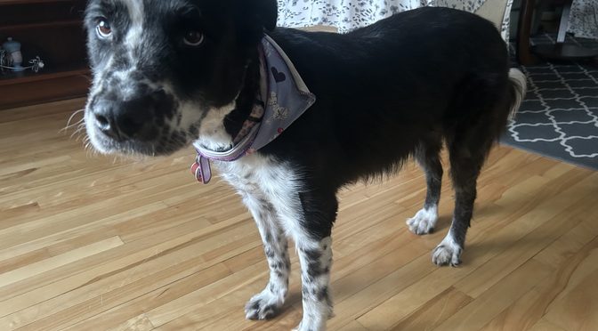 Bindi