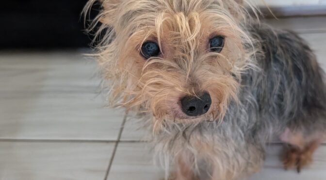 Paco Mork