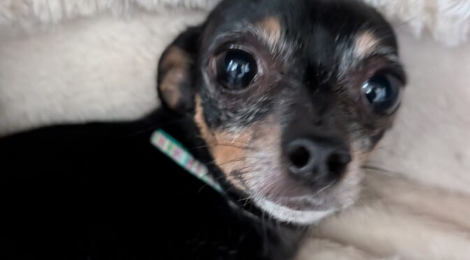 Charlotte Huahua