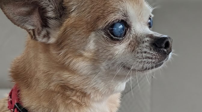 Spooky Huahua